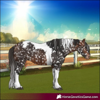 Horse Color:Bay Tobiano Snowflake Varnish 