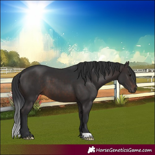Horse Color:Brown 