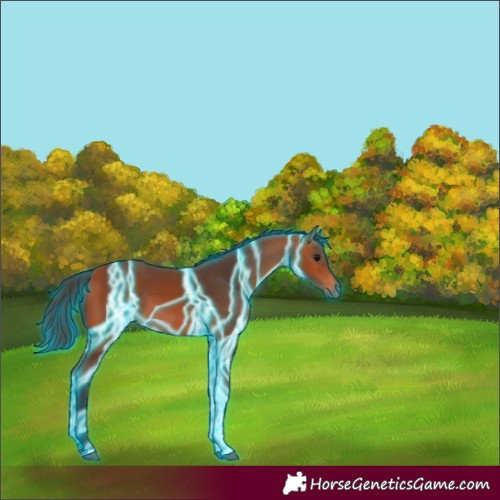 Horse Color:Thunderstruck Bay