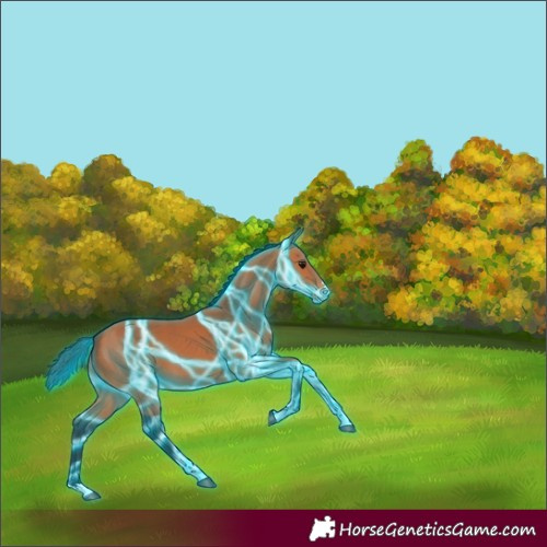 Horse Color:Thunderstruck Bay