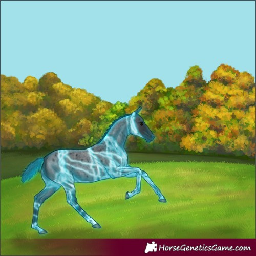 Horse Color:Thunderstruck Blue Roan 