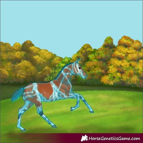 Horse Color:Thunderstruck Bay