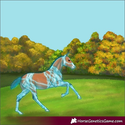 Horse Color:Thunderstruck Bay 
