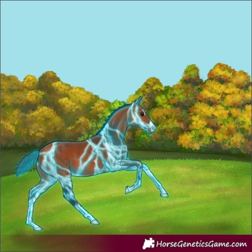 Horse Color:Thunderstruck Bay 