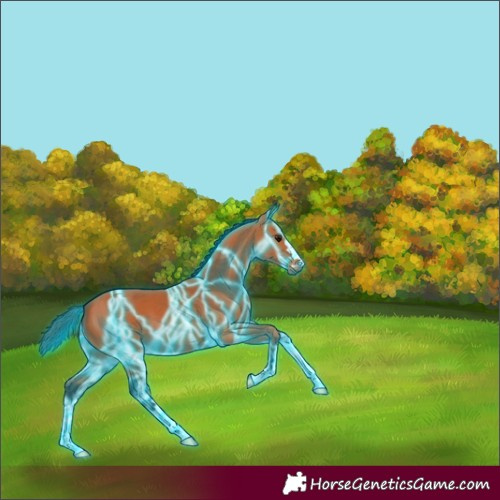 Horse Color:Thunderstruck Bay 