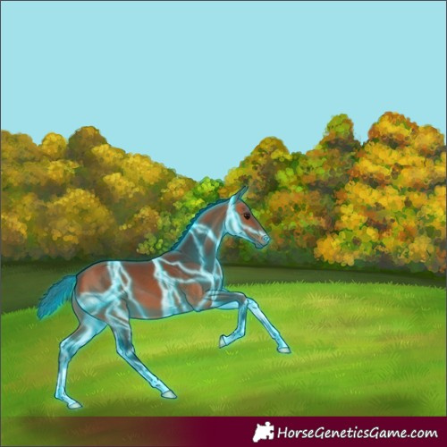 Horse Color:Thunderstruck Bay 