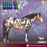 Horse Color:Buckskin Sabino Tobiano Near Leopard 