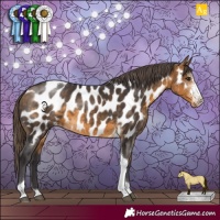 Horse Color:Buckskin Sabino Tobiano Appaloosa