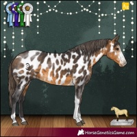 Horse Color:Buckskin Sabino Tobiano Appaloosa 