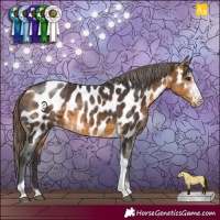 Horse Color:Buckskin Sabino Tobiano Appaloosa 