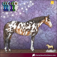 Horse Color:Buckskin Sabino Tobiano Appaloosa
