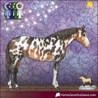 Horse Color:Buckskin Sabino Tobiano Appaloosa 