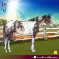 Horse Color:Powder White Brown Tobiano Appaloosa Rabicano