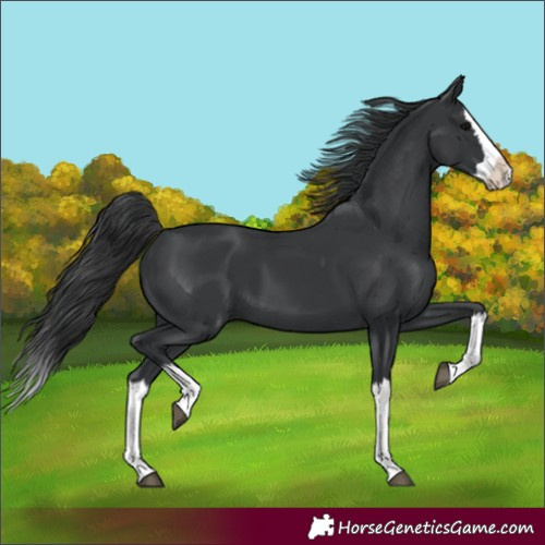 Horse Color:Black Splash 