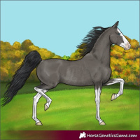 Horse Color:Grullo Splash Rabicano 