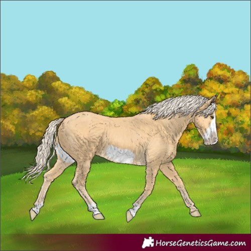 Horse Color:Palomino Frame 