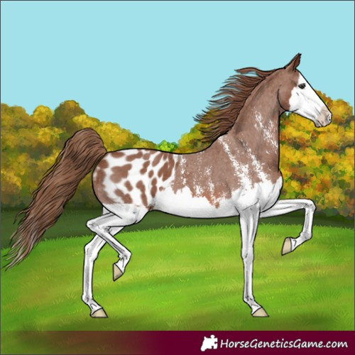 Horse Color:Chestnut Sabino Splash Blanket 