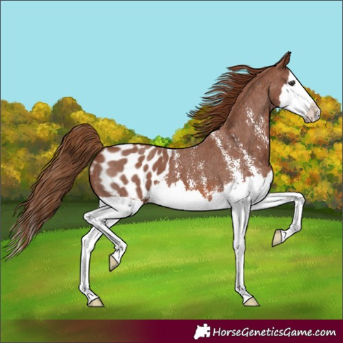 Horse Color:Chestnut Sabino Splash Appaloosa 