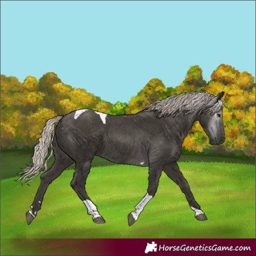 Horse Color:Gray Silver Black Tobiano 