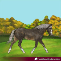 Horse Color:Silver Buckskin 