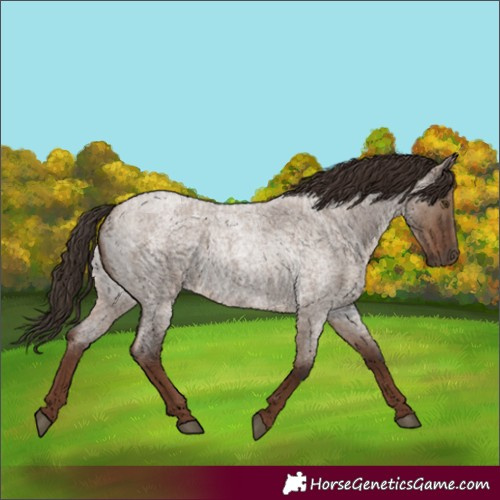 Horse Color:Liver Red Dun Roan Rabicano 
