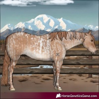 Horse Color:Liver Red Dun Roan Tobiano and Red Dun