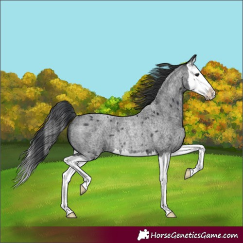 Horse Color:Blue Roan Splash Rabicano