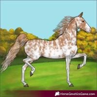 Horse Color:Chestnut Sabino