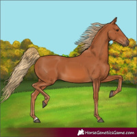 Horse Color:Chestnut 