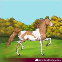 Horse Color:Chestnut Tobiano Frame 