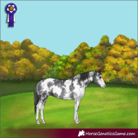 Horse Color:White Spotted Black Sabino Rabicano 