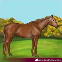 Horse Color:Gray Chestnut 