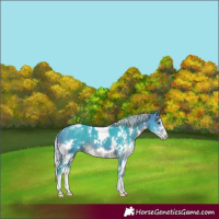 Horse Color:Watercolor White Spotted Silver Brown Sabino