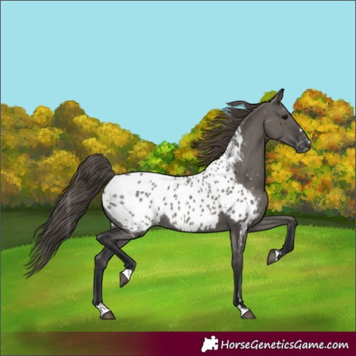 Horse Color:Grullo Appaloosa 
