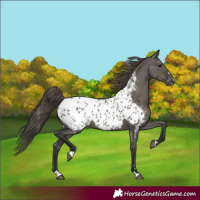 Horse Color:Grullo Near Leopard 