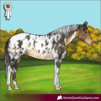 Horse Color:White Spotted Buckskin Tobiano Appaloosa Rabicano