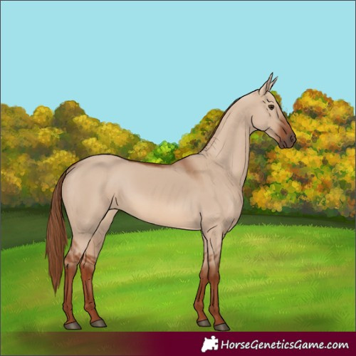 Horse Color:Red Dun 