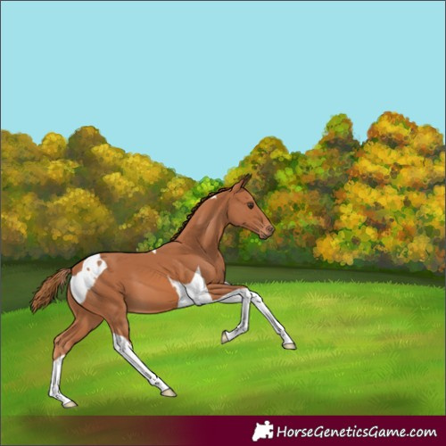Horse Color:Chestnut Tobiano