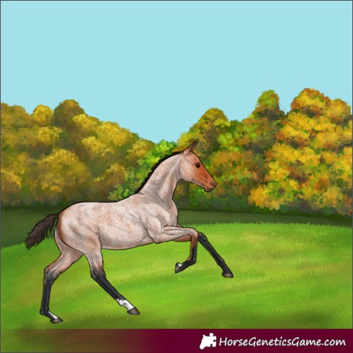 Horse Color:Bay Roan 