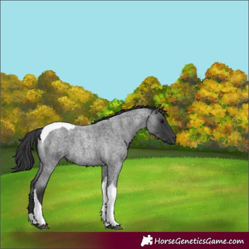 Horse Color:Blue Roan Tobiano