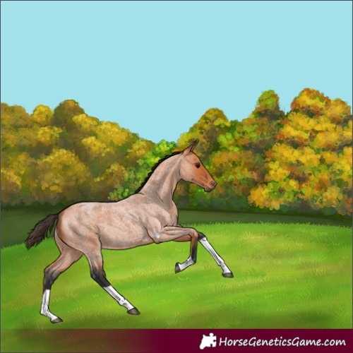 Horse Color:Bay Roan Tobiano 