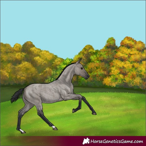 Horse Color:Grullo Roan 