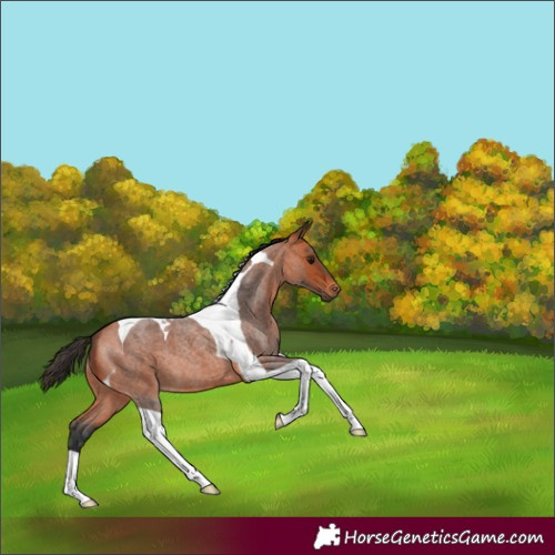 Horse Color:Bay Roan Tobiano 