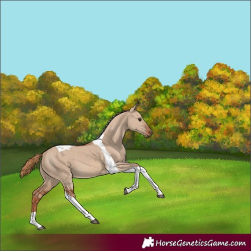 Horse Color:Red Dun Tobiano 