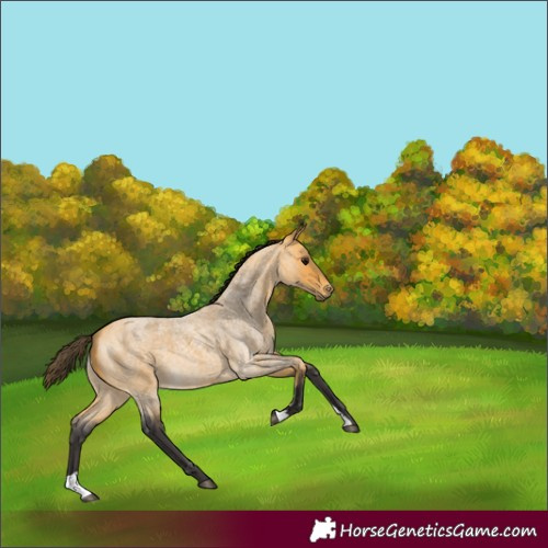 Horse Color:Buckskin Roan