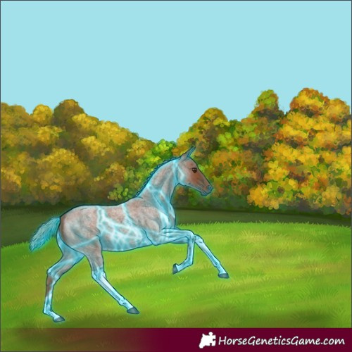 Horse Color:Thunderstruck Red Roan Tobiano