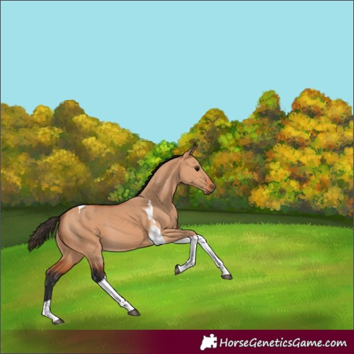 Horse Color:Bay Dun Tobiano 
