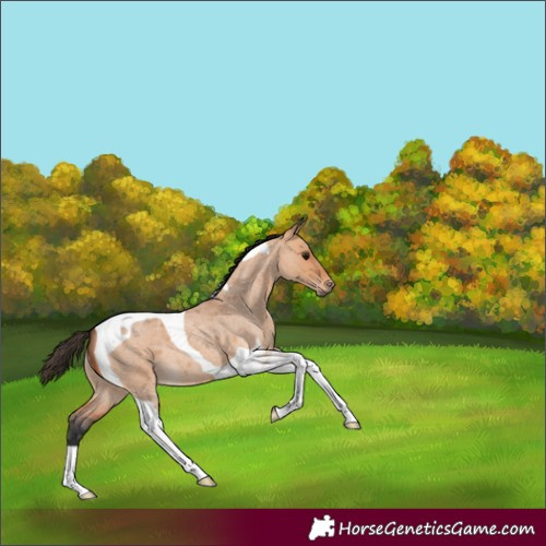 Horse Color:Bay Roan Dun Tobiano 