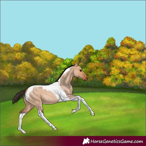 Horse Color:Bay Roan Dun Tobiano 