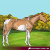 Horse Color:Chestnut Tobiano 